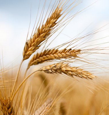 Golden wheat stalks in an agricultural field associated with Super Seed, an agriculture company in Yellow Grass, Saskatchewan, reflecting grain production and farming.